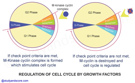 Cell cycle regulation, control of cell division, telomeres, Cyclin-Dependent Kinasesn growth factors, Cell cycle check points, G1 phase, G2 phase, S phase
